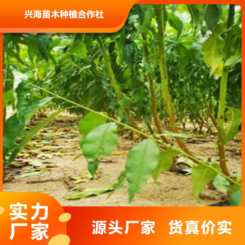 【葡萄苗】核桃苗大厂家实力看得见
