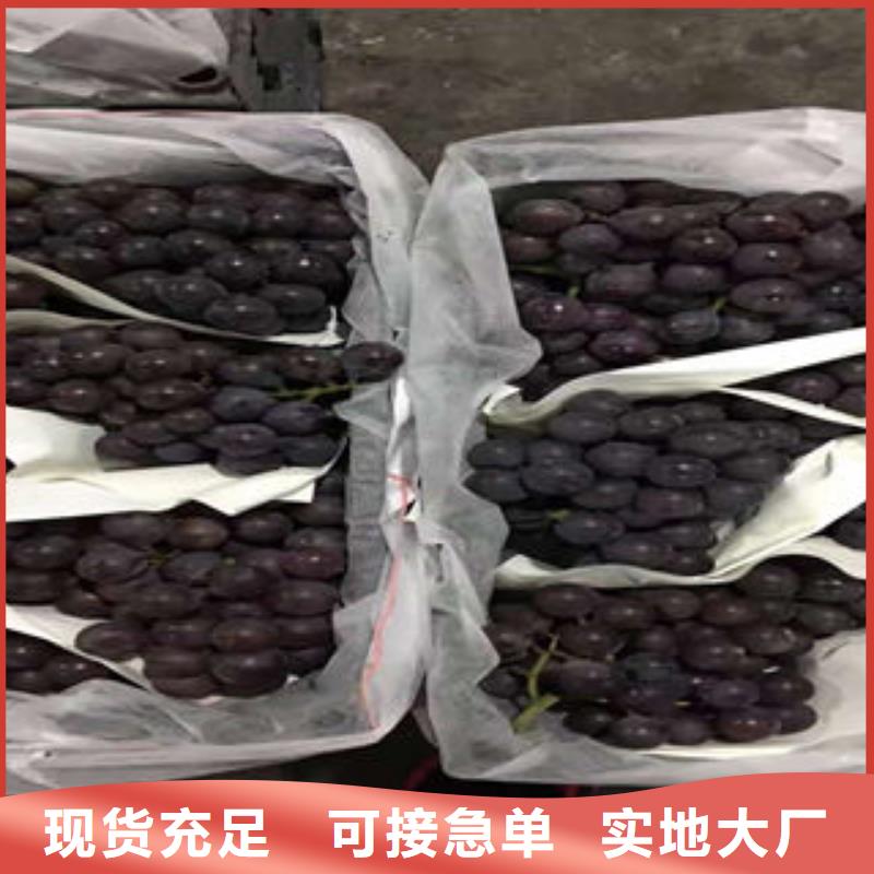 葡萄苗梨树苗精心