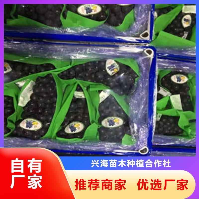 葡萄苗板栗苗甄选好厂家
