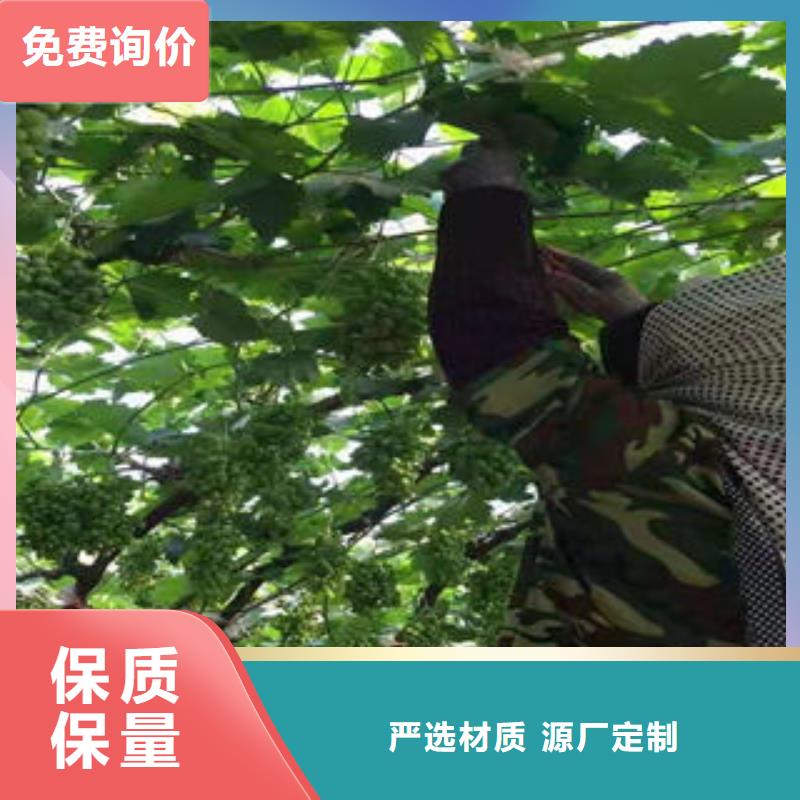 葡萄苗蓝莓苗老客户钟爱