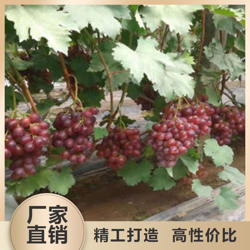 葡萄苗花椒苗信誉有保证