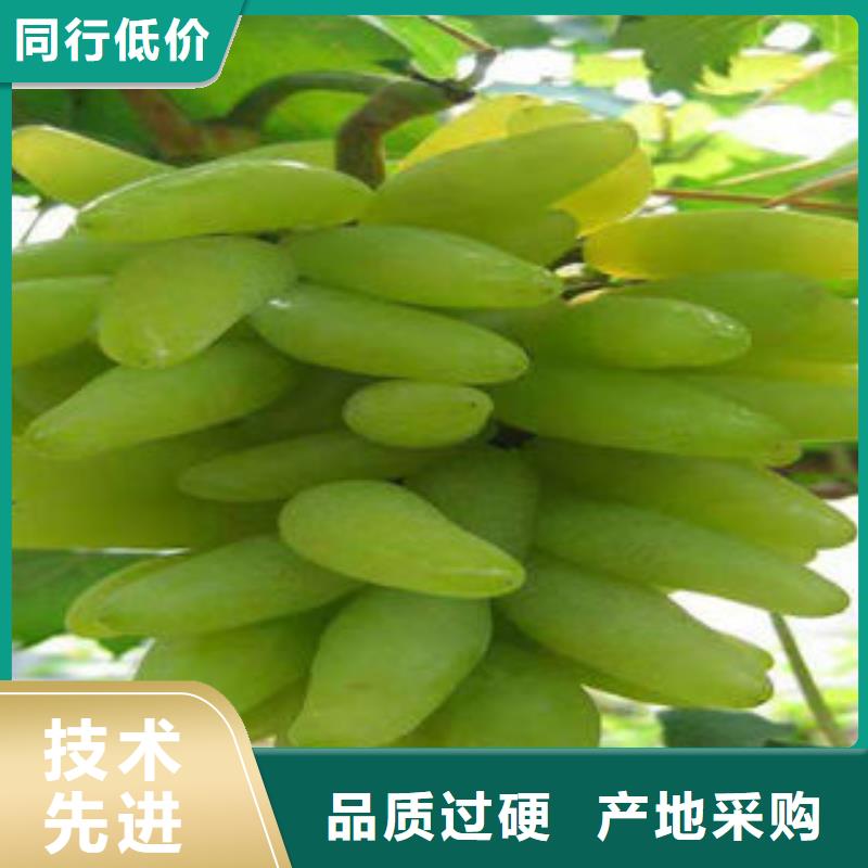 葡萄苗桃树苗厂家直销供货稳定