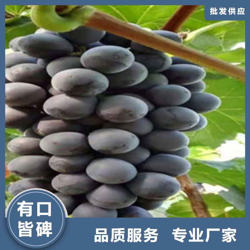 葡萄苗蓝莓苗老客户钟爱