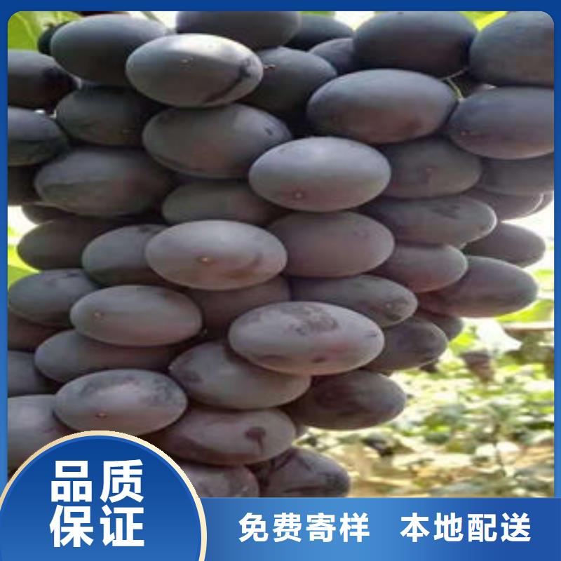 葡萄苗梨树苗种类齐全