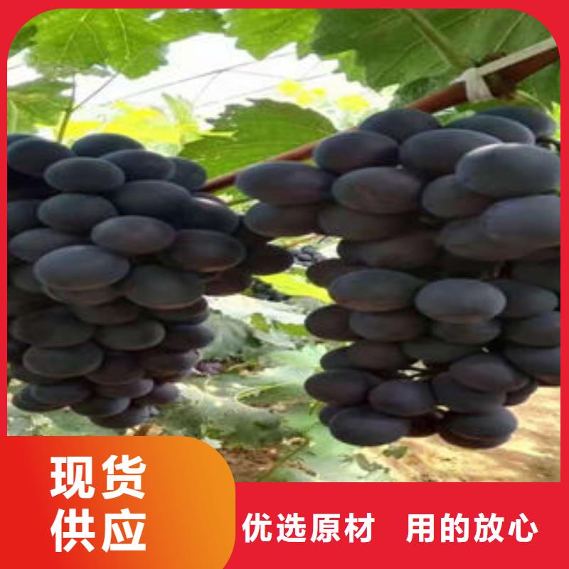 葡萄苗蓝莓苗老客户钟爱