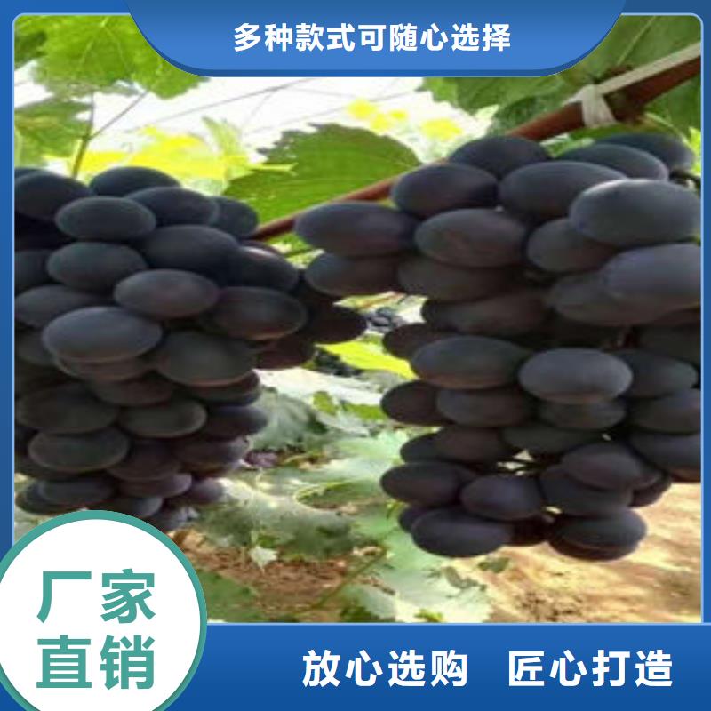 葡萄苗蓝莓苗老客户钟爱
