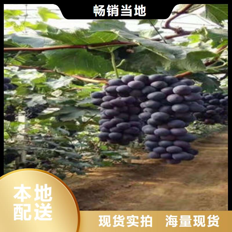 葡萄苗蓝莓苗生产厂家
