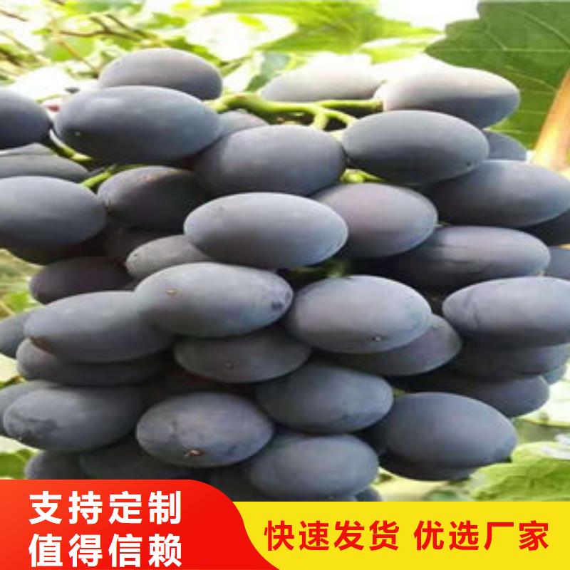 葡萄苗蓝莓苗老客户钟爱