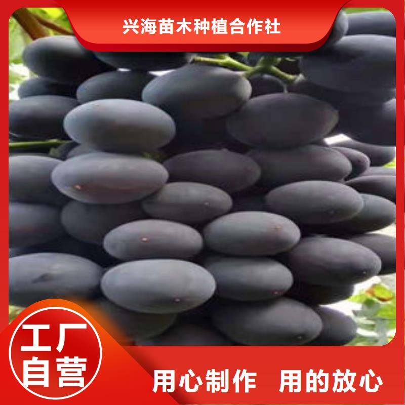 葡萄苗花椒苗信誉有保证