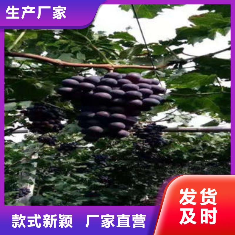 葡萄苗梨树苗好品质售后无忧