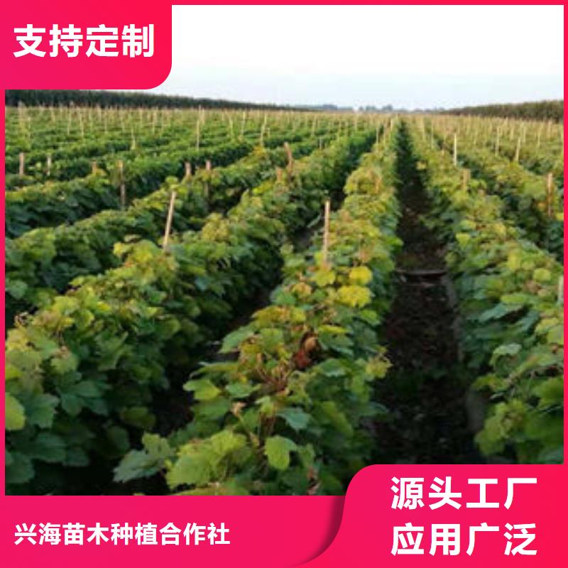 葡萄苗花椒苗信誉有保证