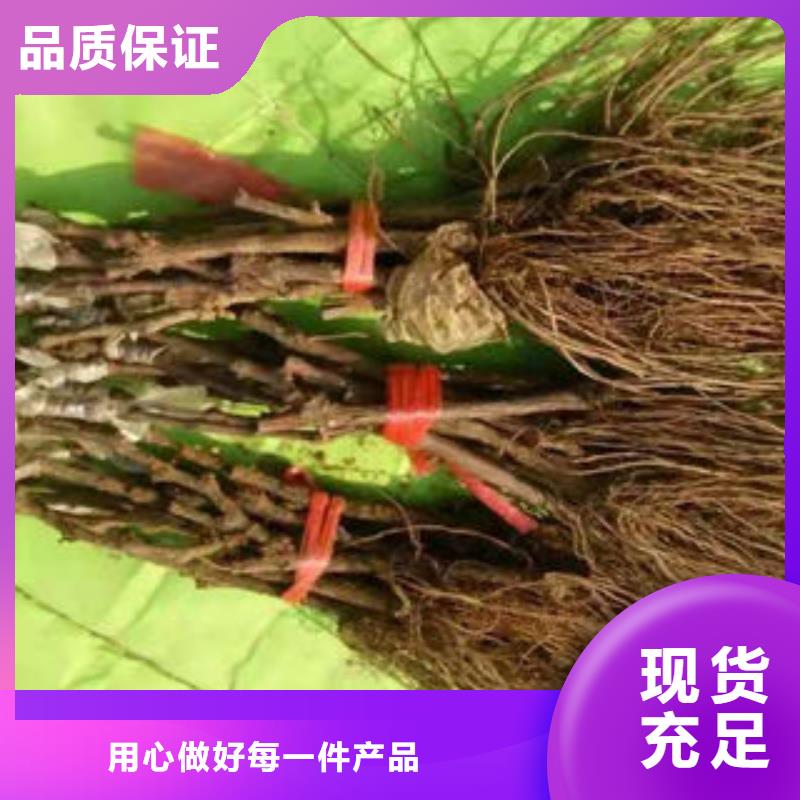葡萄苗板栗苗一件也发货