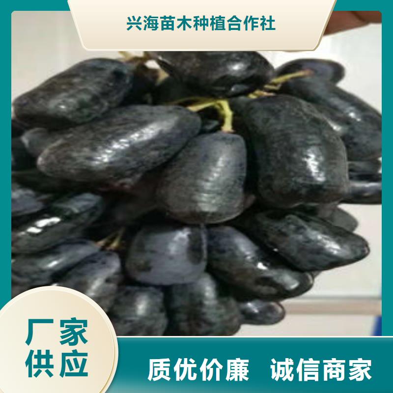 葡萄苗花椒苗信誉有保证