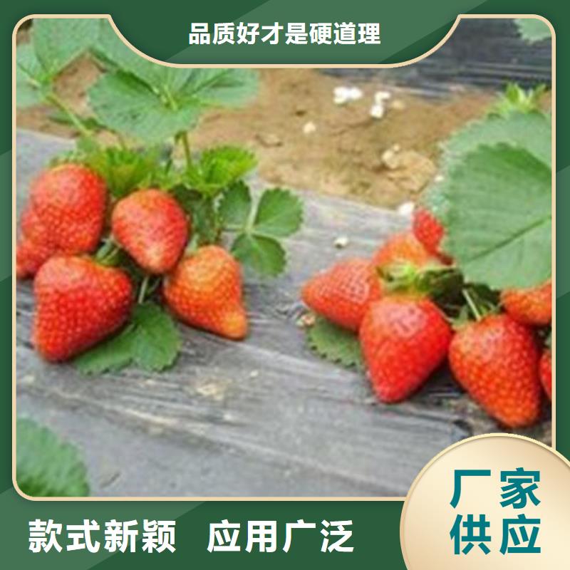 【草莓苗花椒苗厂家拥有先进的设备】