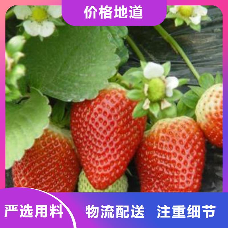 草莓苗,梨树苗质检严格
