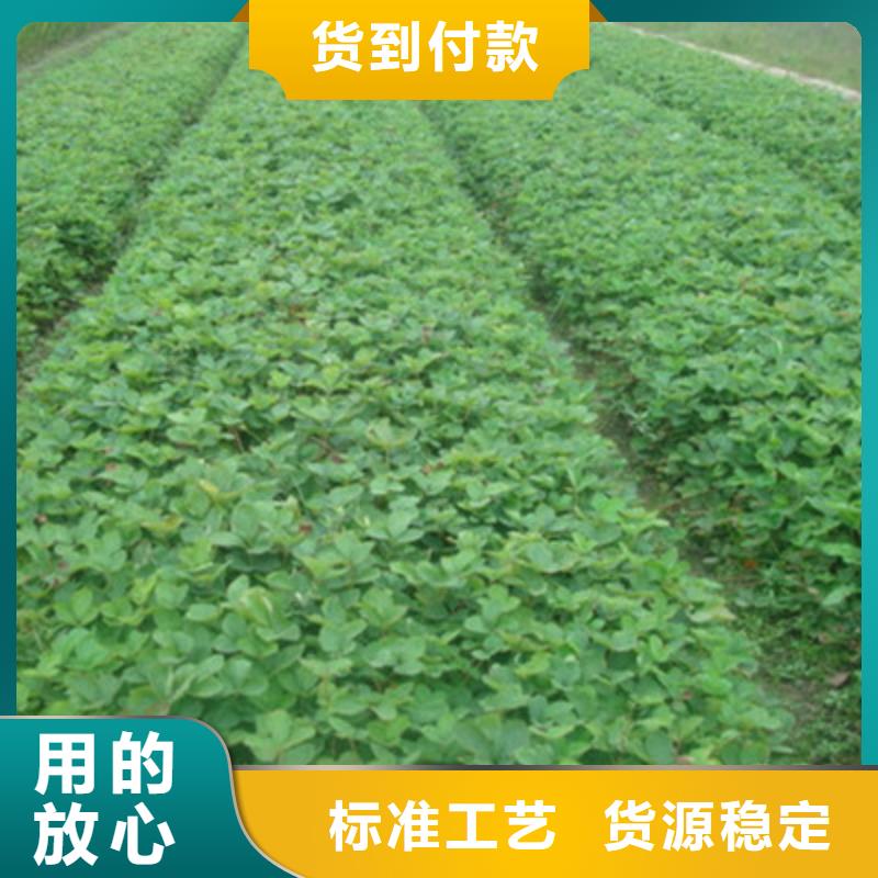 草莓苗花椒苗专注细节使用放心