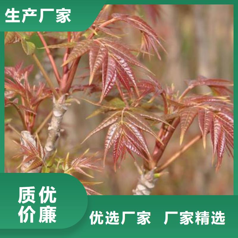 【香椿苗】桃树苗细节决定品质