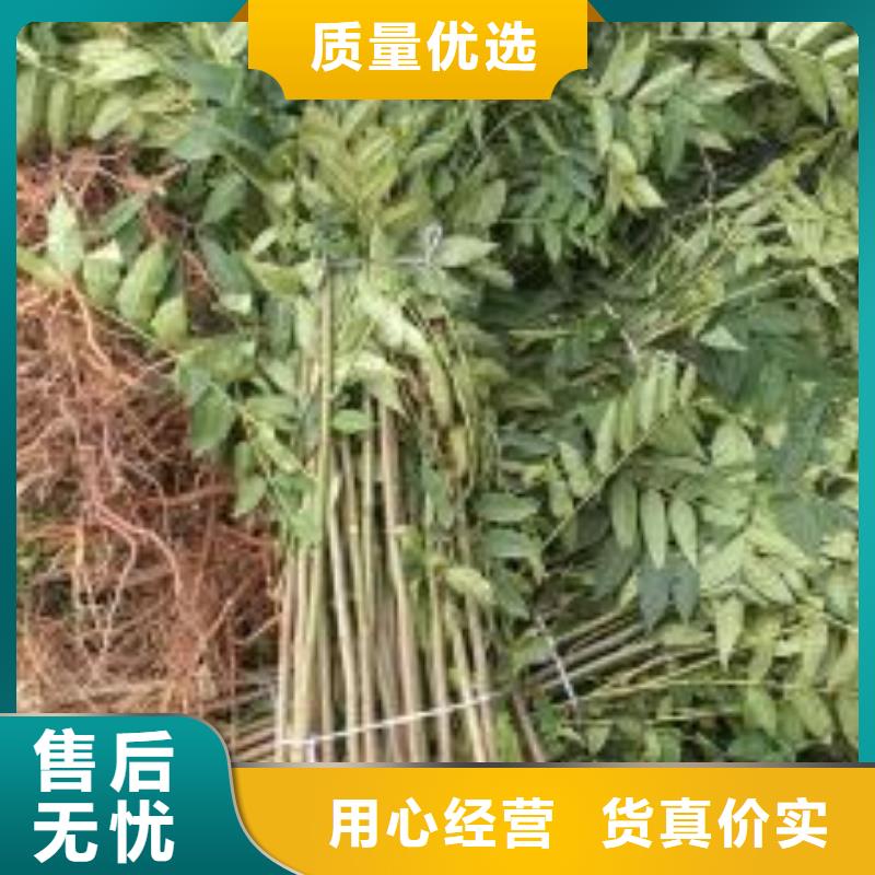 香椿苗梨树苗质量检测