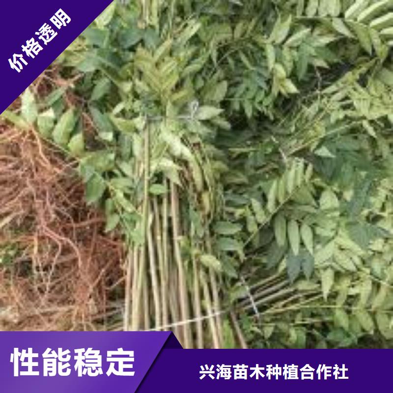 香椿苗蓝莓苗好品质售后无忧