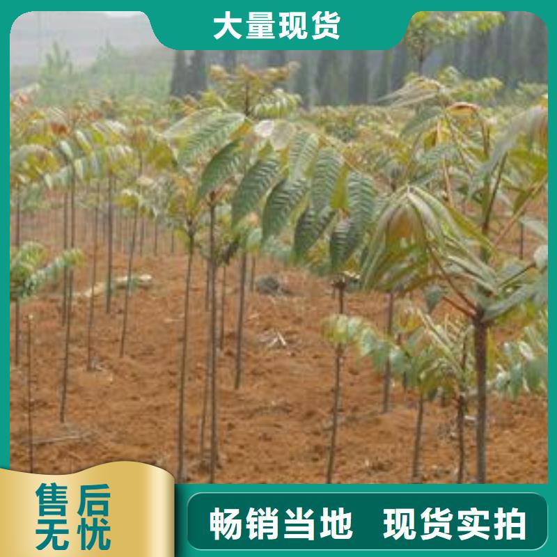 香椿苗蓝莓苗真诚合作