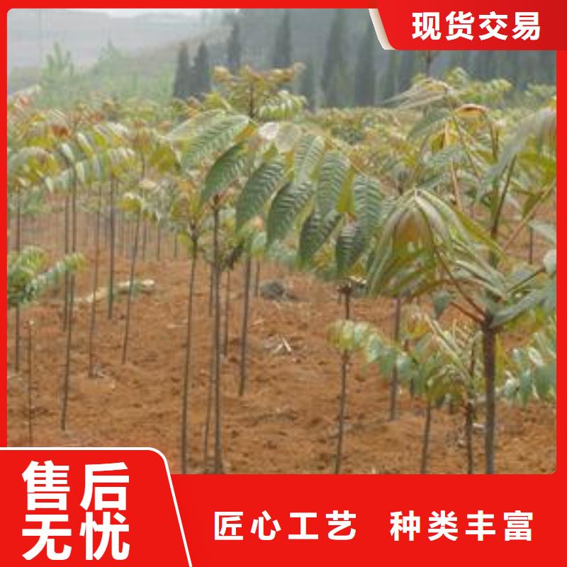 香椿苗【山楂苗】专业设计