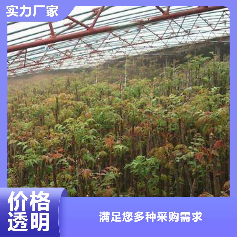 【香椿苗】花椒苗厂家案例