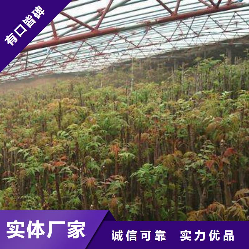香椿苗梨树苗生产型