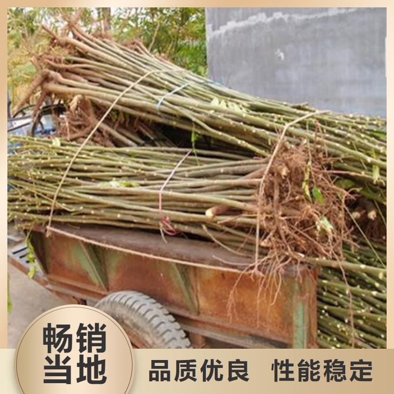 香椿苗桃树苗专注生产制造多年