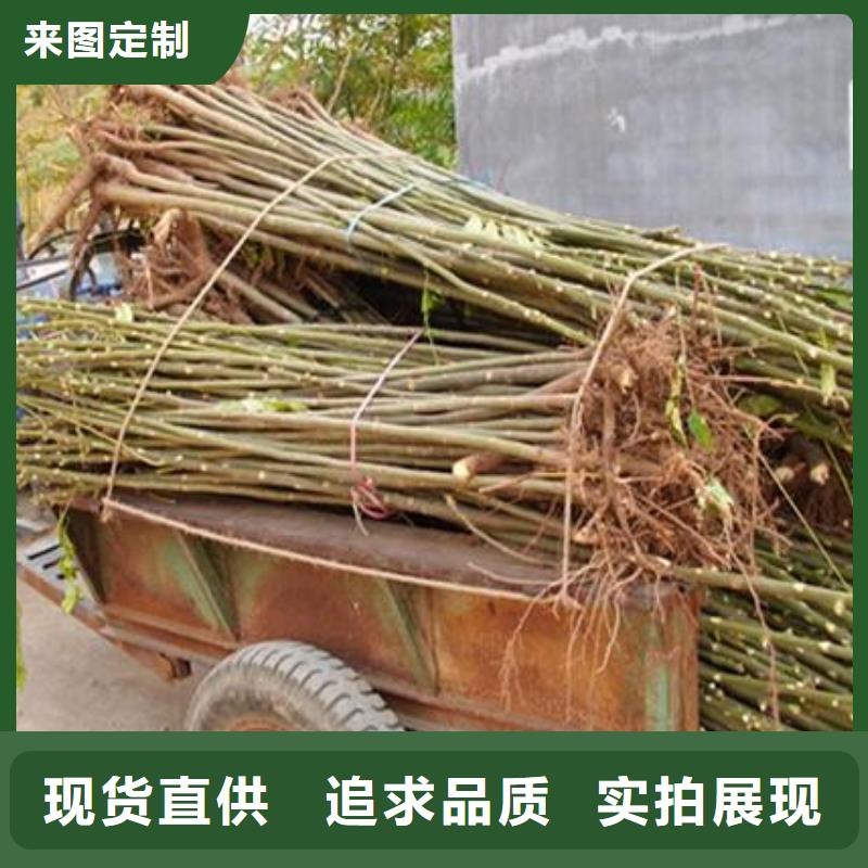 香椿苗桃树苗采购