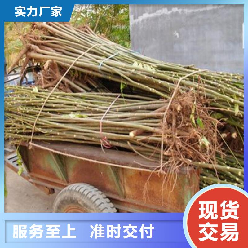 【香椿苗】桃树苗细节决定品质