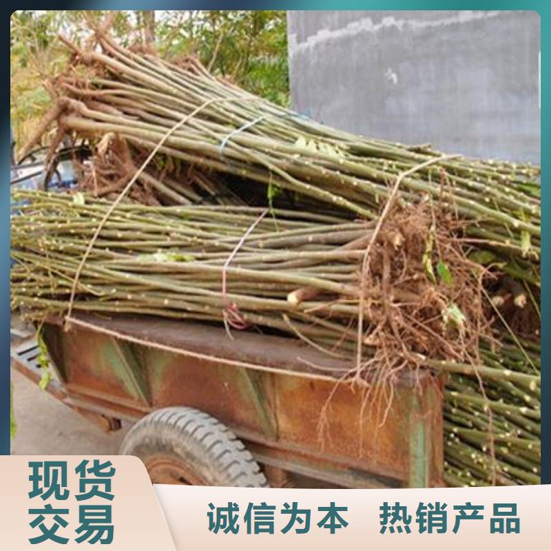 香椿苗梨树苗价格实惠