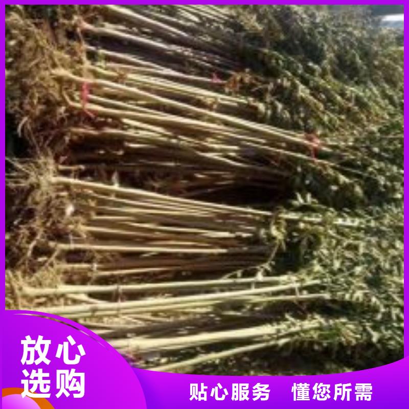 【香椿苗桃树苗源头直供】