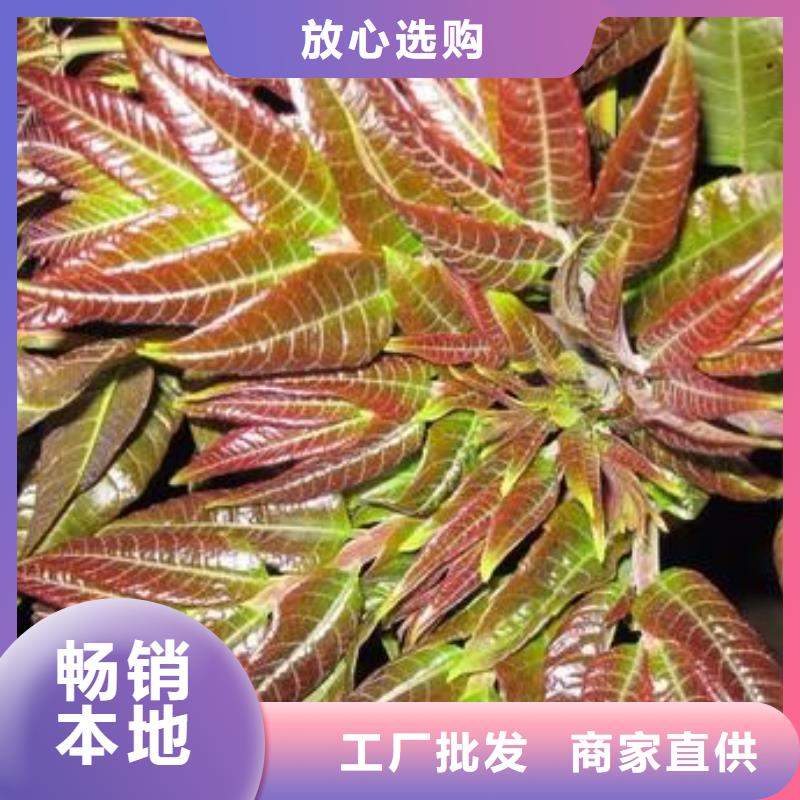 香椿苗桃树苗采购