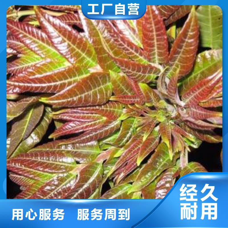 香椿苗梨树苗价格实惠