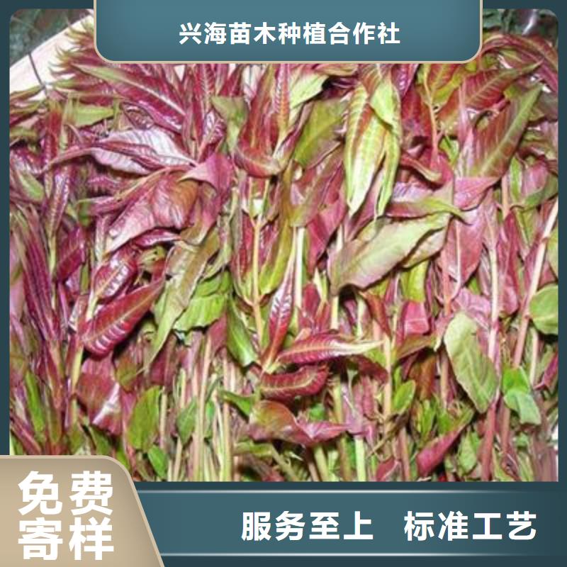 香椿苗蓝莓苗好品质售后无忧