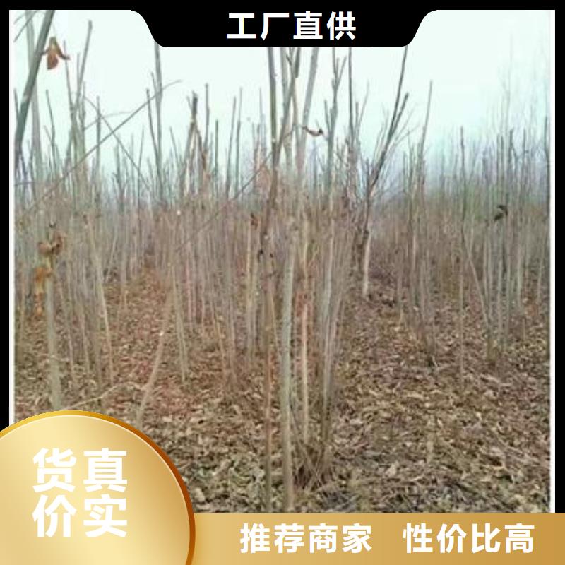 【香椿苗】桃树苗细节决定品质