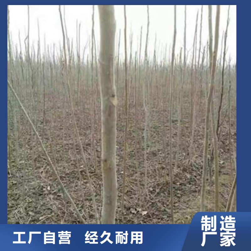 香椿苗桃树苗采购