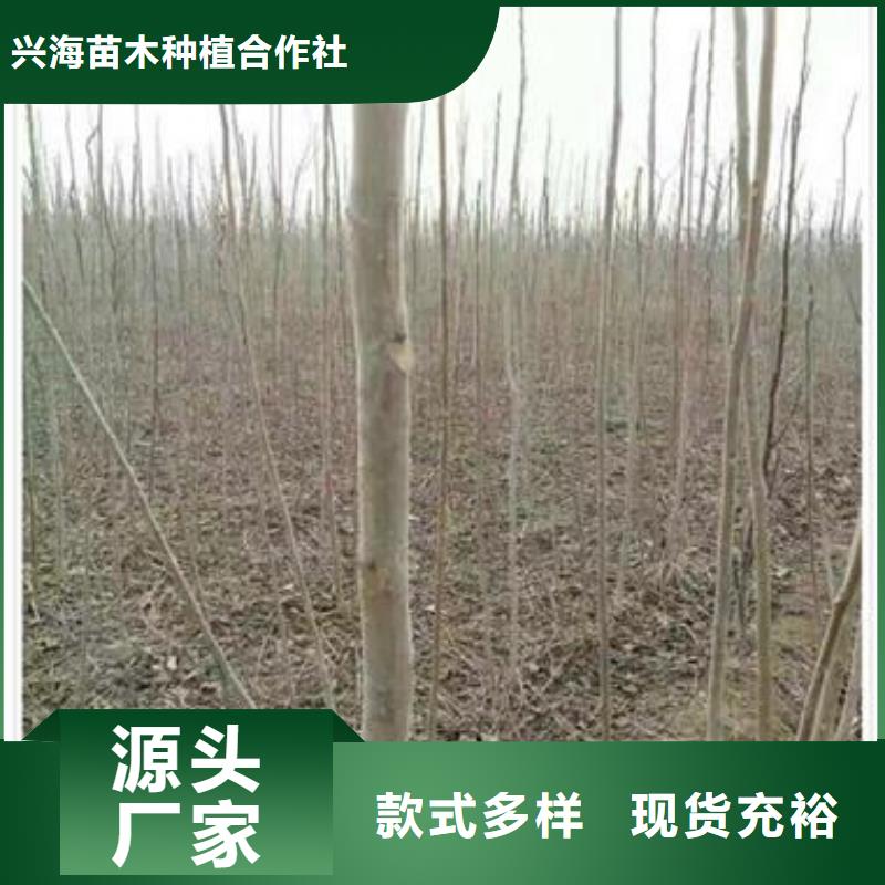 香椿苗蓝莓苗好品质售后无忧