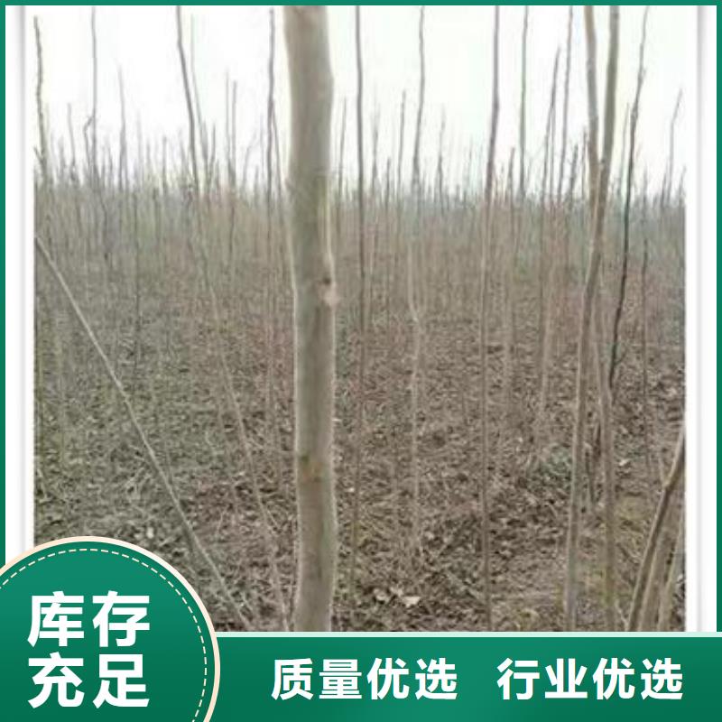香椿苗【山楂苗】专业设计