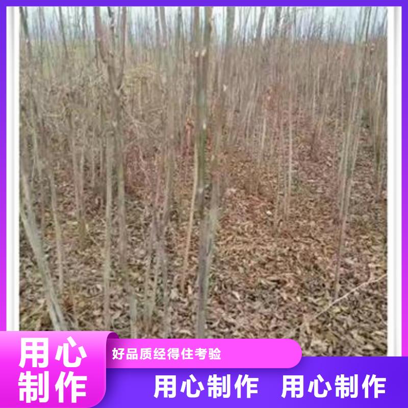 【香椿苗】桃树苗细节决定品质