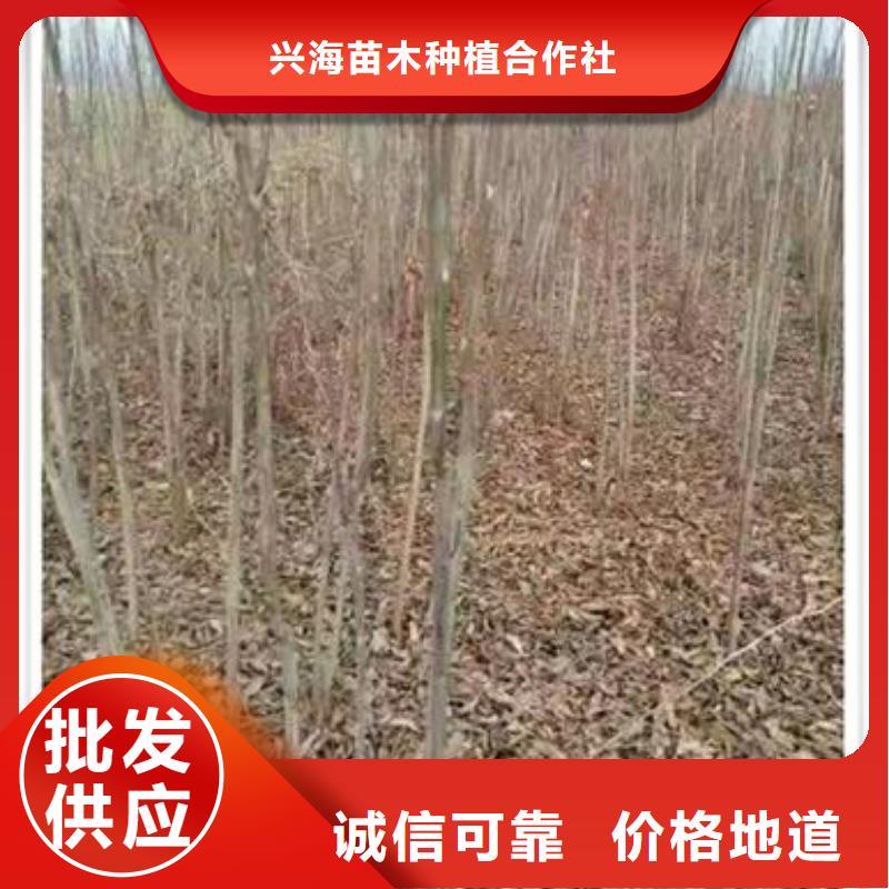 香椿苗【山楂苗】专业设计
