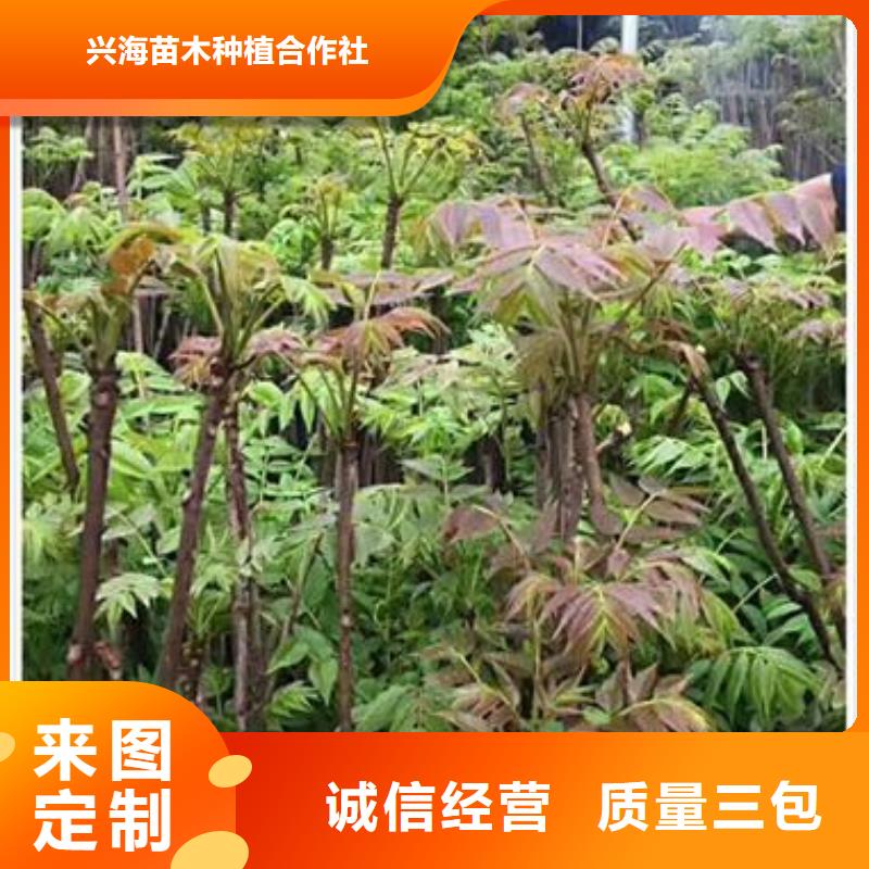 香椿苗桃树苗采购
