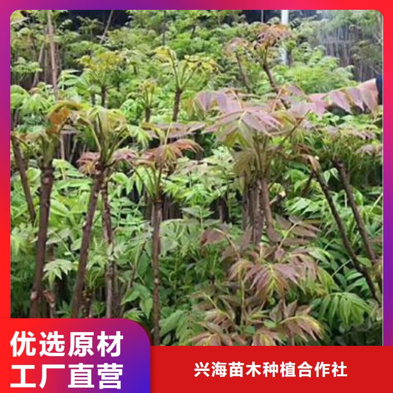 香椿苗【山楂苗】专业设计