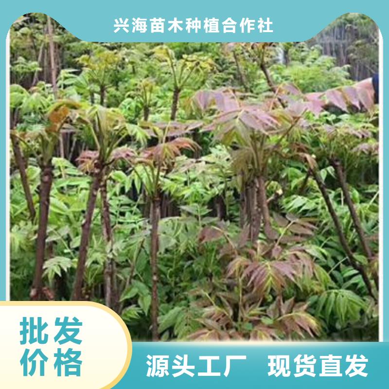 香椿苗蓝莓苗好品质售后无忧