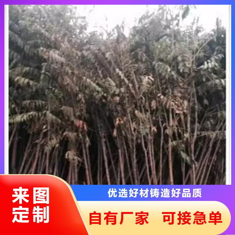 香椿苗蓝莓苗好品质售后无忧