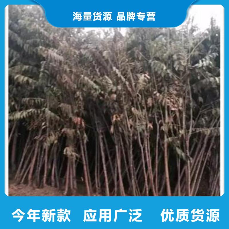 香椿苗苹果苗实拍品质保障