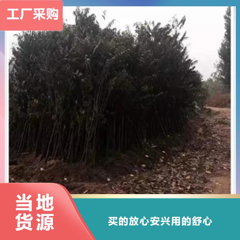 香椿苗【山楂苗】专业设计