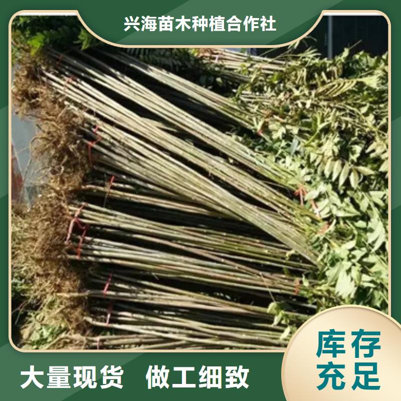 香椿苗桃树苗采购