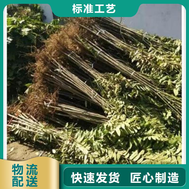 香椿苗梨树苗生产型