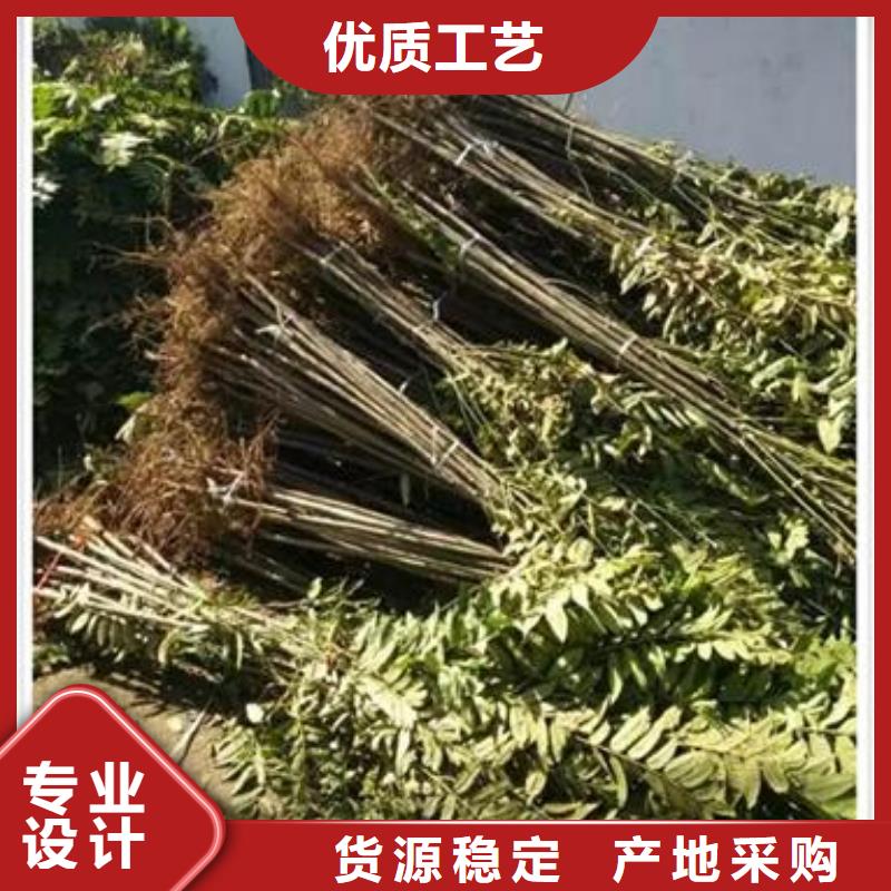 香椿苗板栗苗实力派厂家